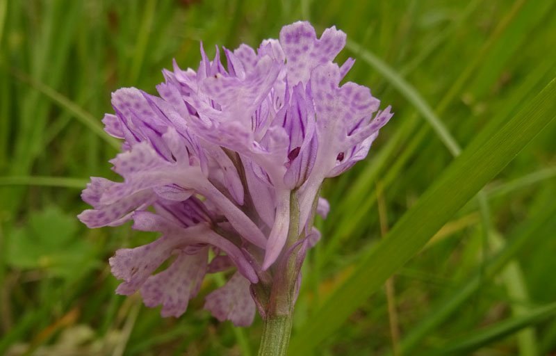 Neotinea tridentata - Cimone (TN)